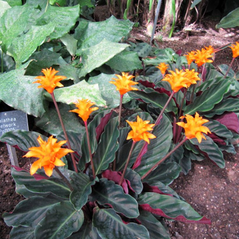 Calathea crocata (Porto)