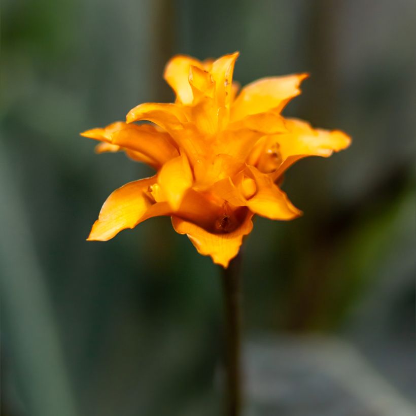 Calathea crocata (Fioritura)