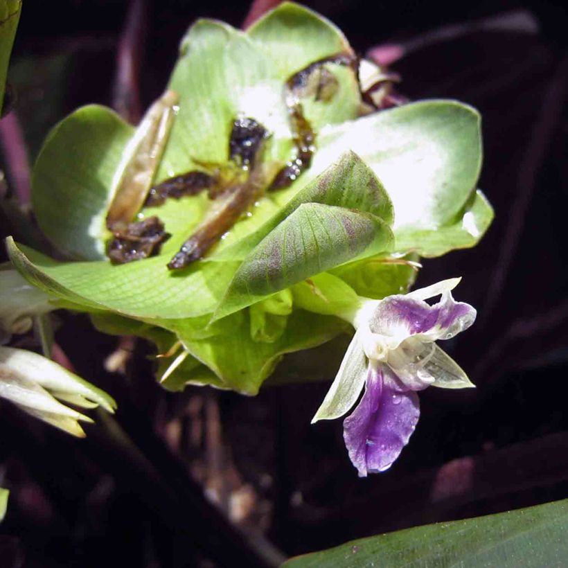 Calathea Dottie (Fioritura)