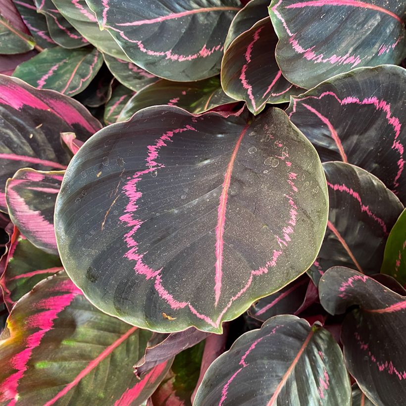 Calathea Dottie (Fogliame)