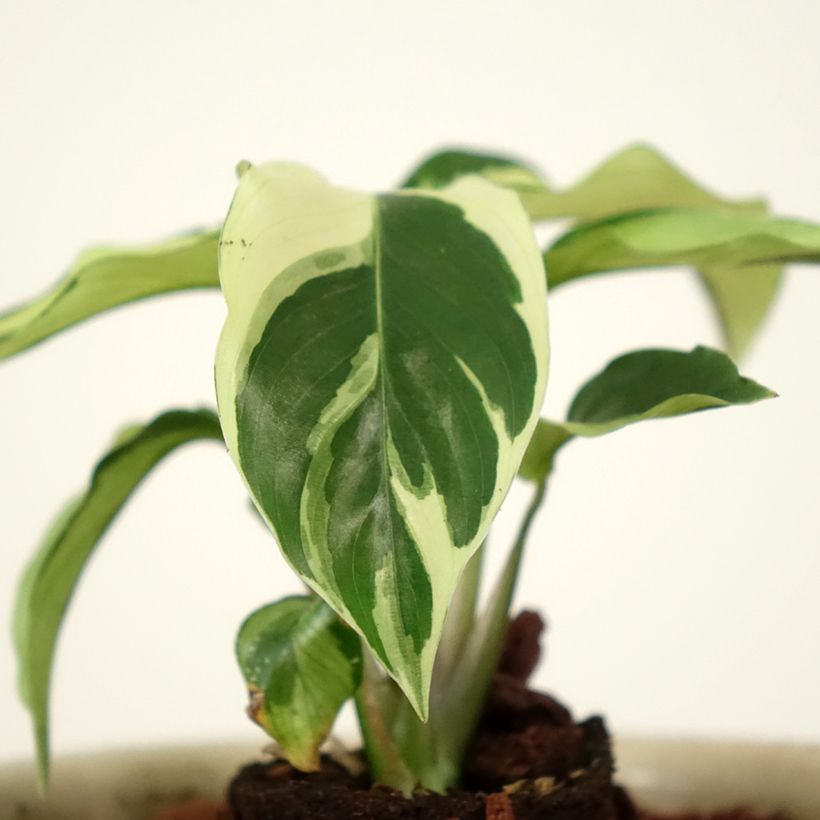 Calathea Fusion White (Fogliame)
