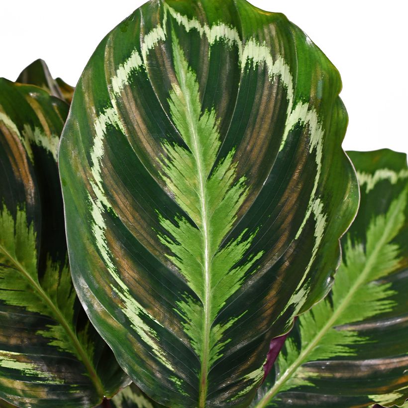 Calathea Medaillon (Fogliame)