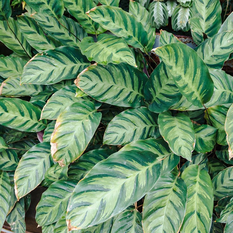 Calathea Misto (Raccolta)