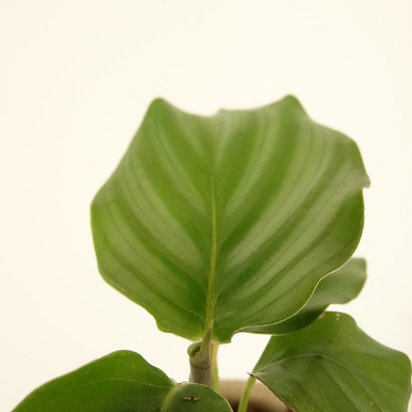 Calathea orbifolia (Fogliame)