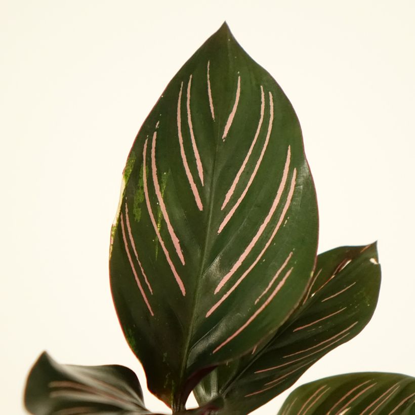 Calathea ornata (Fogliame)
