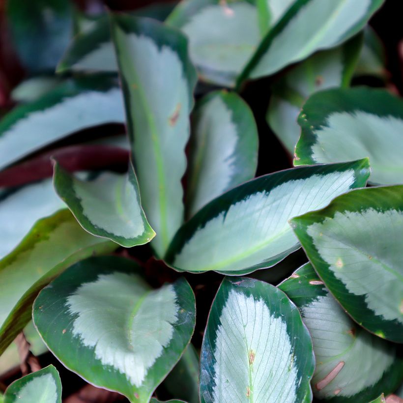 Calathea Royal Standard (Fogliame)