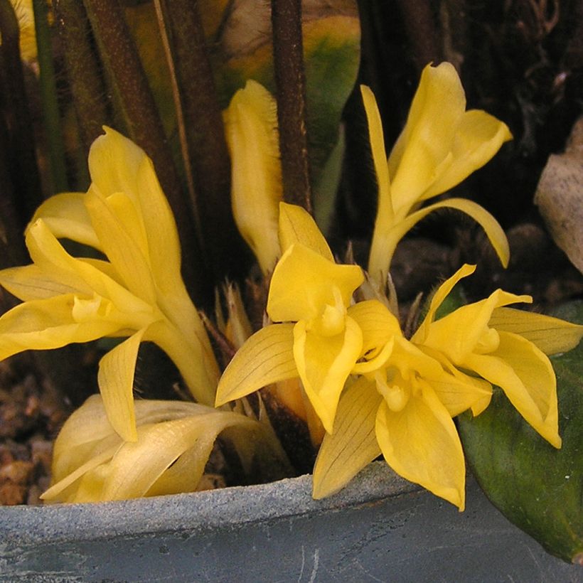 Calathea rufibarba (Fioritura)
