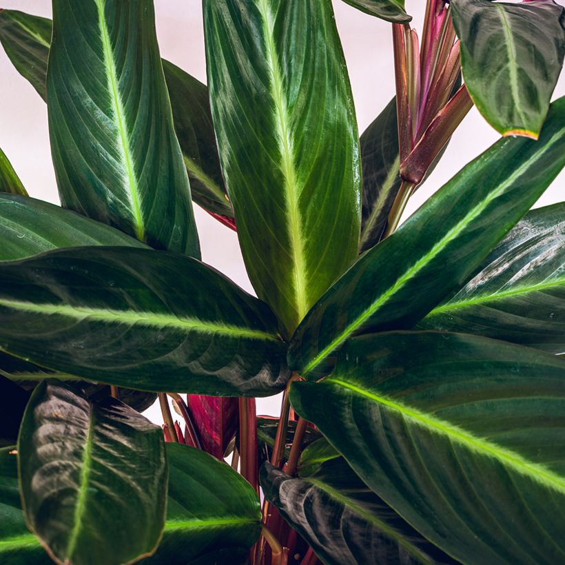 Calathea sanguinea (Fogliame)