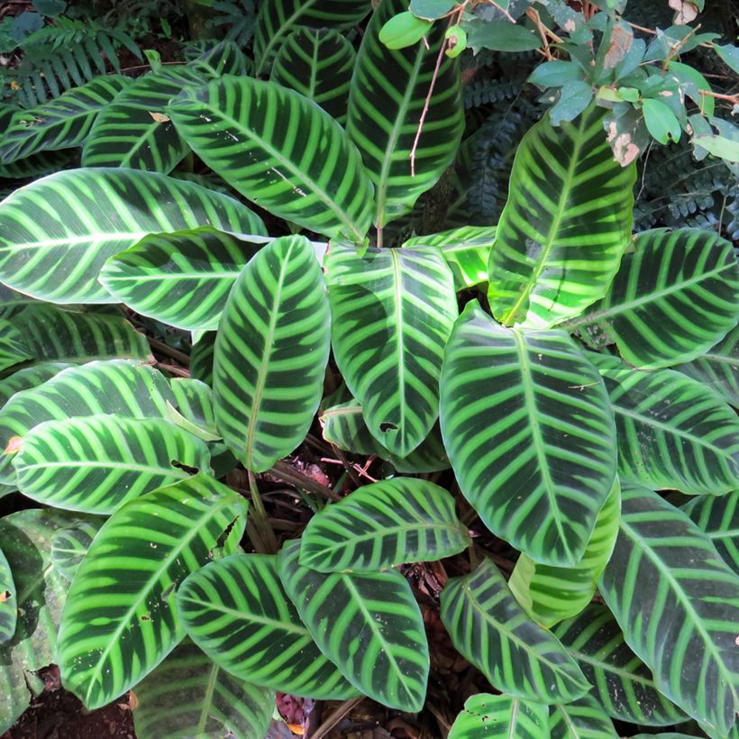 Calathea zebrina (Fogliame)