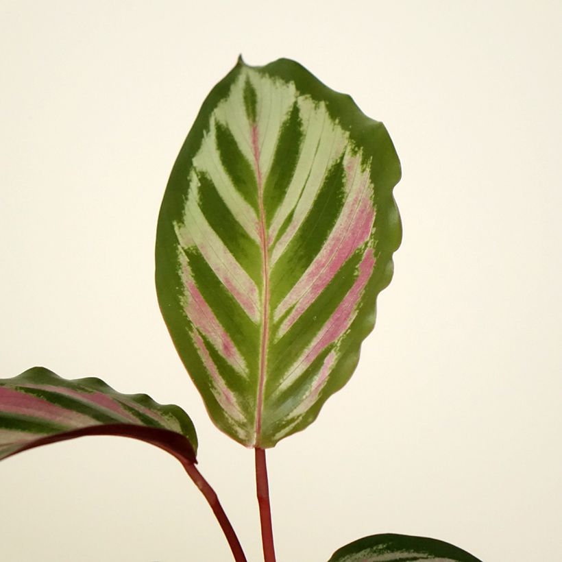 Calathea Peacock (Fogliame)