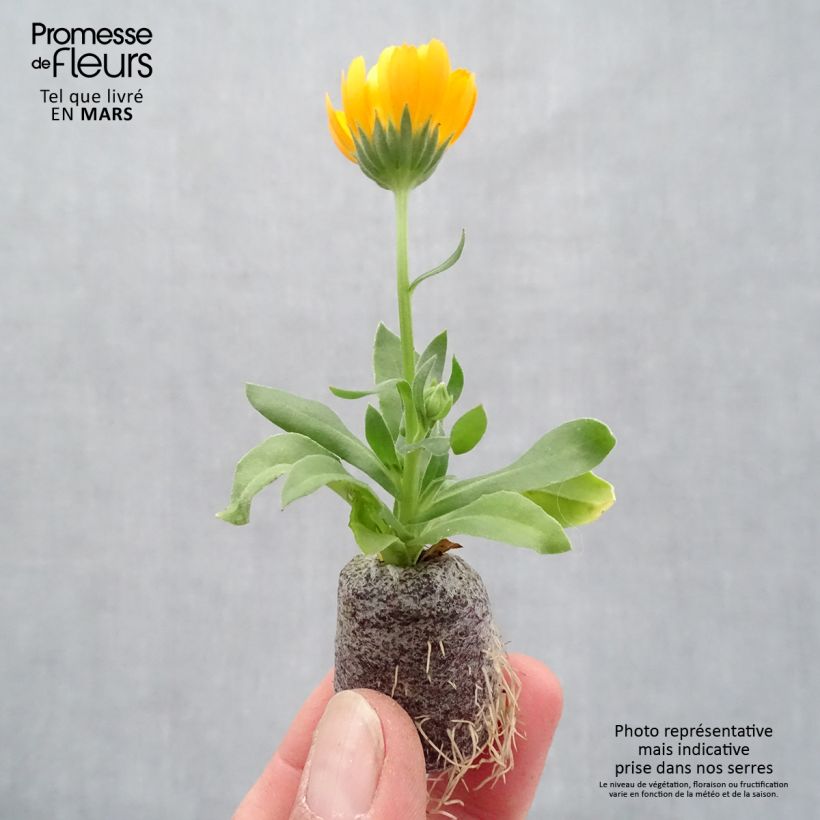 Calendula Powerdaisy Tango - Fiorrancio mini zolla... esemplare consegnato in primavera