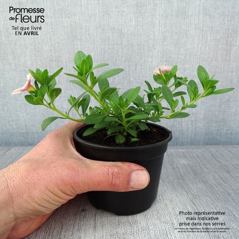 Calibrachoa Noa Almond Blossom - Petunia nana Vaso da Ø 10 cm/11 cm esemplare consegnato in primavera