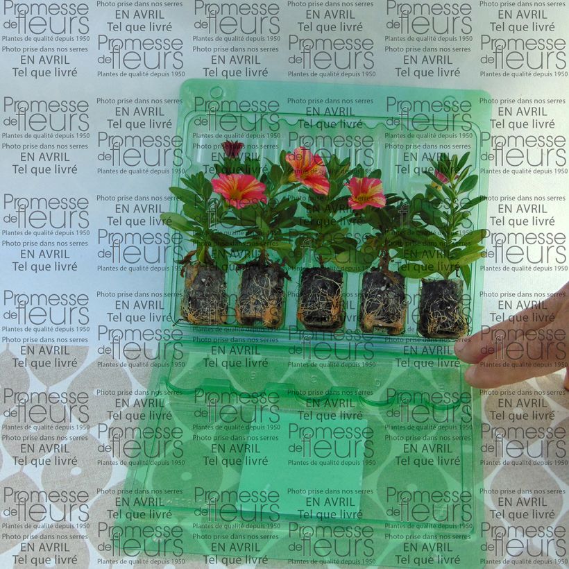 Esempio di esemplare Calibrachoa Superbells Tropical Sunrise - Petunia nana mini zolla... come consegnato