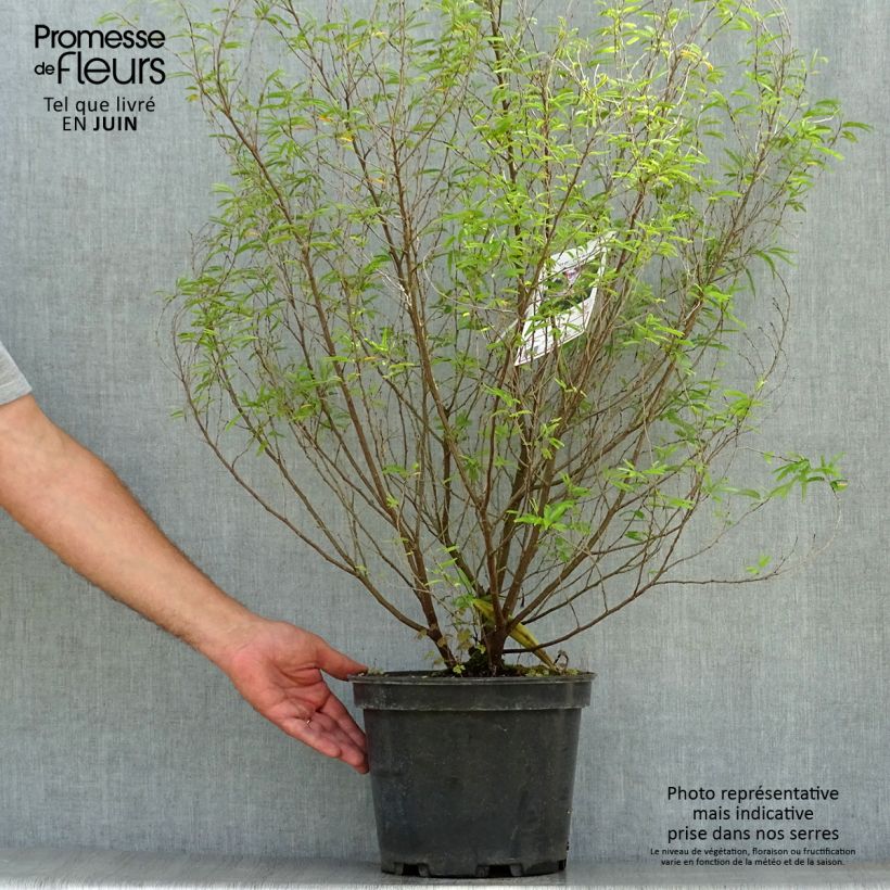 Esemplare di Calliandra surinamensis Dixie Pink Vaso da 7,5L/10L consegnato in estate