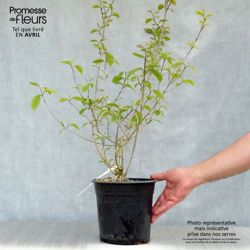 Callicarpa bodinieri Imperial Pearl Vaso da 3L/4L esemplare consegnato in primavera