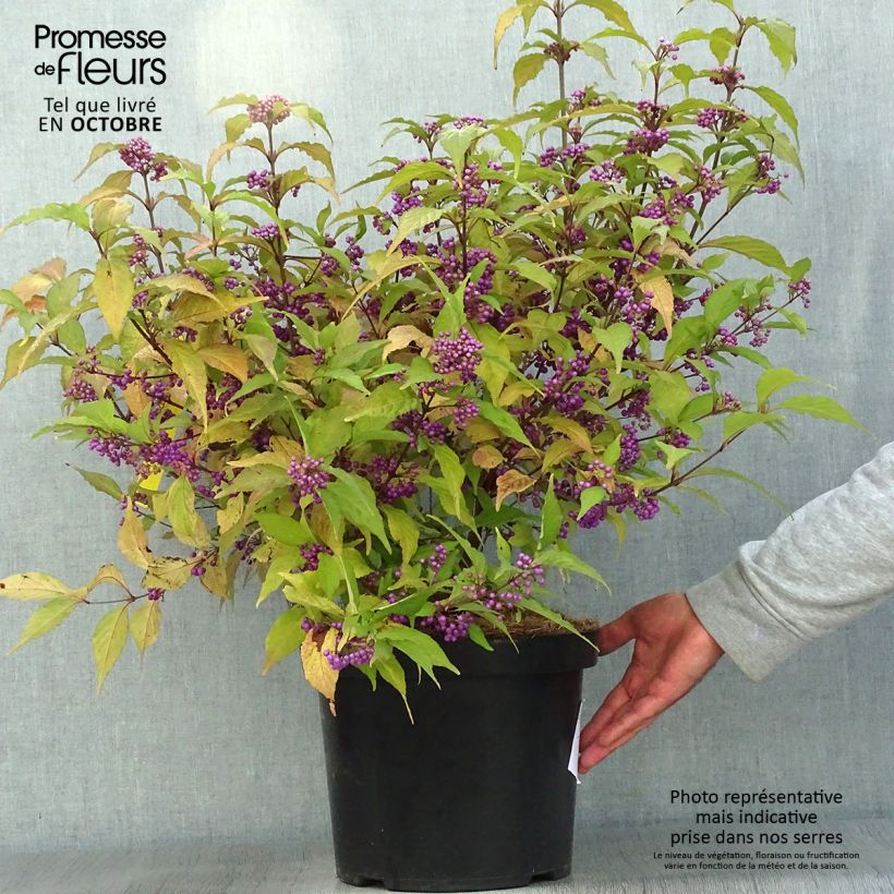 Esemplare di Callicarpa bodinieri Magical Deep Purple Kolmdepu Vaso da 7,5L/10L come consegnato in autunno