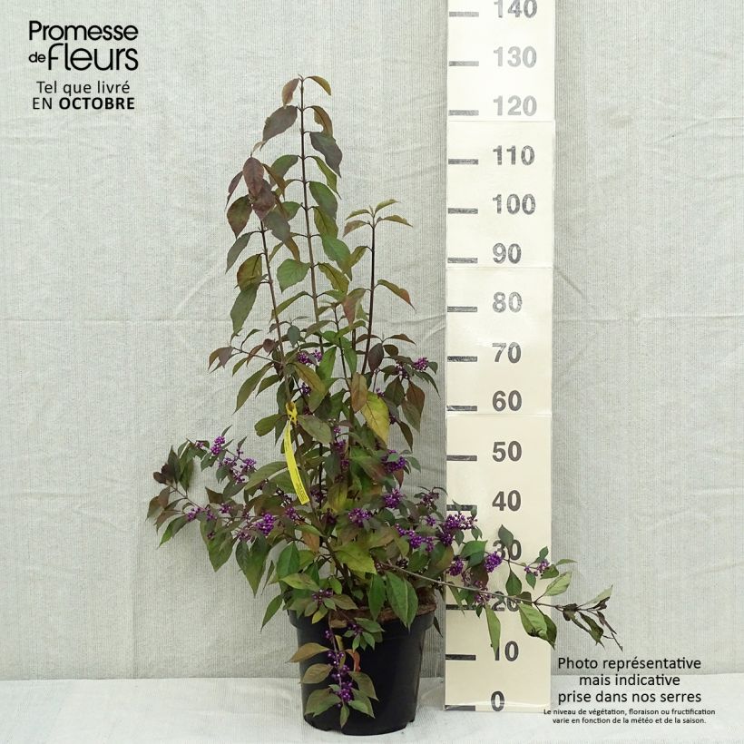 Esemplare di Callicarpa bodinieri Magical Purple Giant Vaso da 7,5L/10L come consegnato in autunno