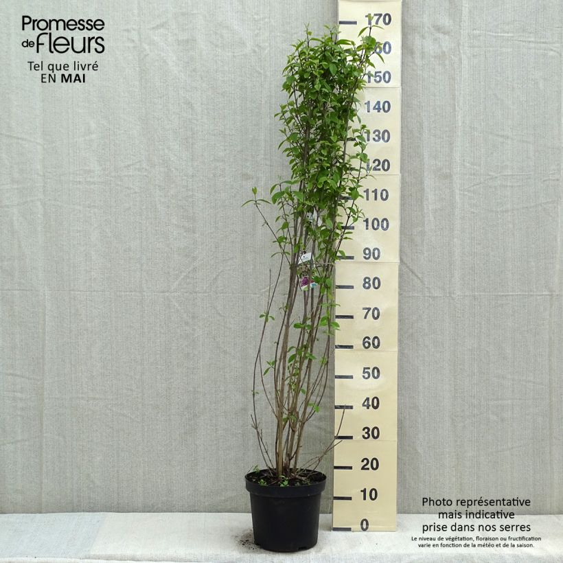 Callicarpa bodinieri var. giraldii Profusion Vaso da 12L/15LAltezza consegnata circa 100-125cm esemplare consegnato in primavera