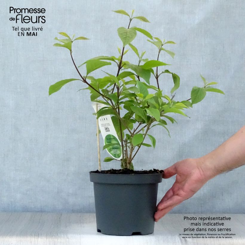 Callicarpa bodinieri var. giraldii Profusion Vaso da 2L/3LAltezza consegnata circa 30/40cm esemplare consegnato in primavera