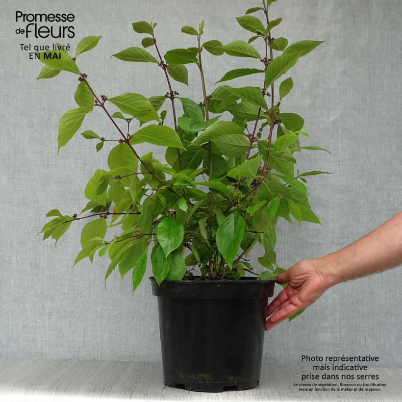 Callicarpa bodinieri var. giraldii Profusion Vaso da 7,5L/10LAltezza consegnata circa 80+cm esemplare consegnato in primavera