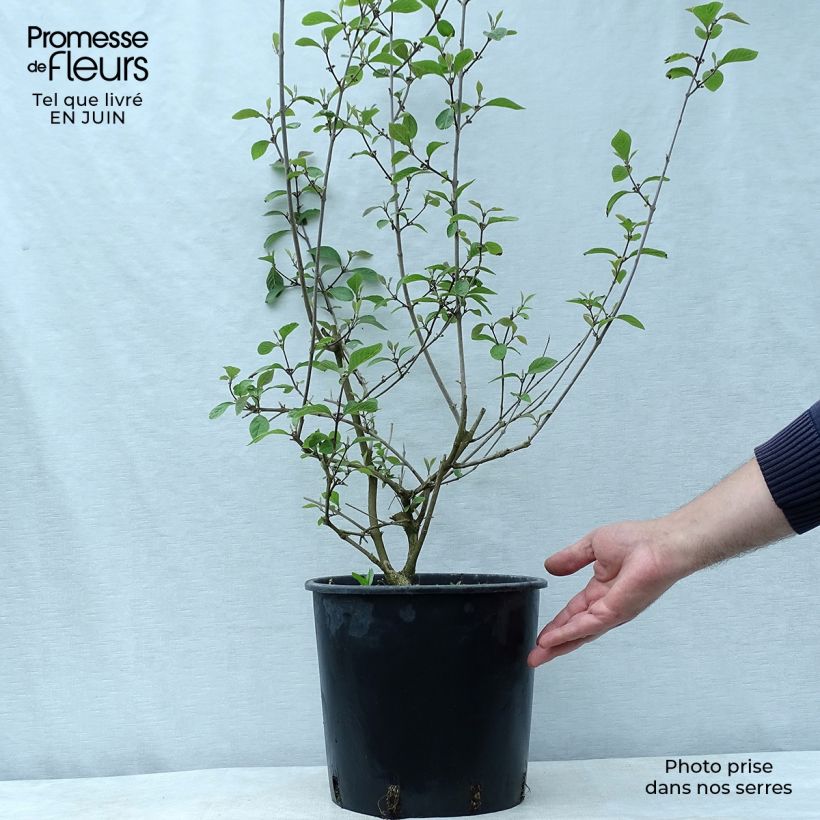 Esemplare di Callicarpa bodinieri var. giraldii Profusion Vaso da 7,5L/10L consegnato in estate