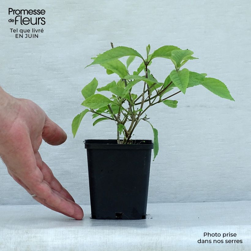 Esemplare di Callicarpa bodinieri var. giraldii Profusion Vasetto da 8/9 cm consegnato in estate