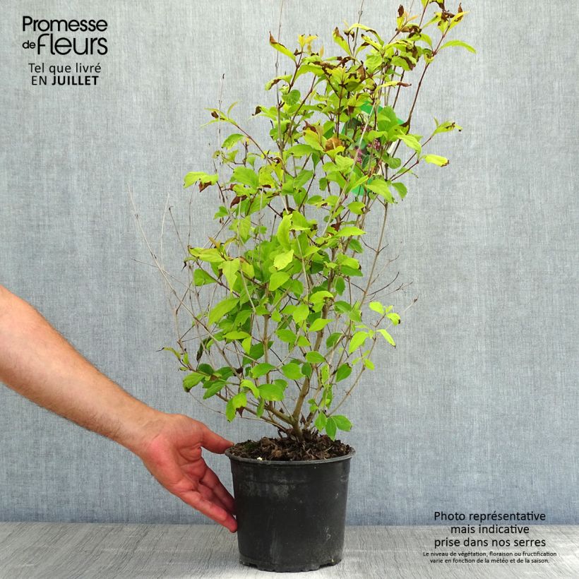 Esemplare di Callicarpa dichotoma Vaso da 3L/4L consegnato in estate