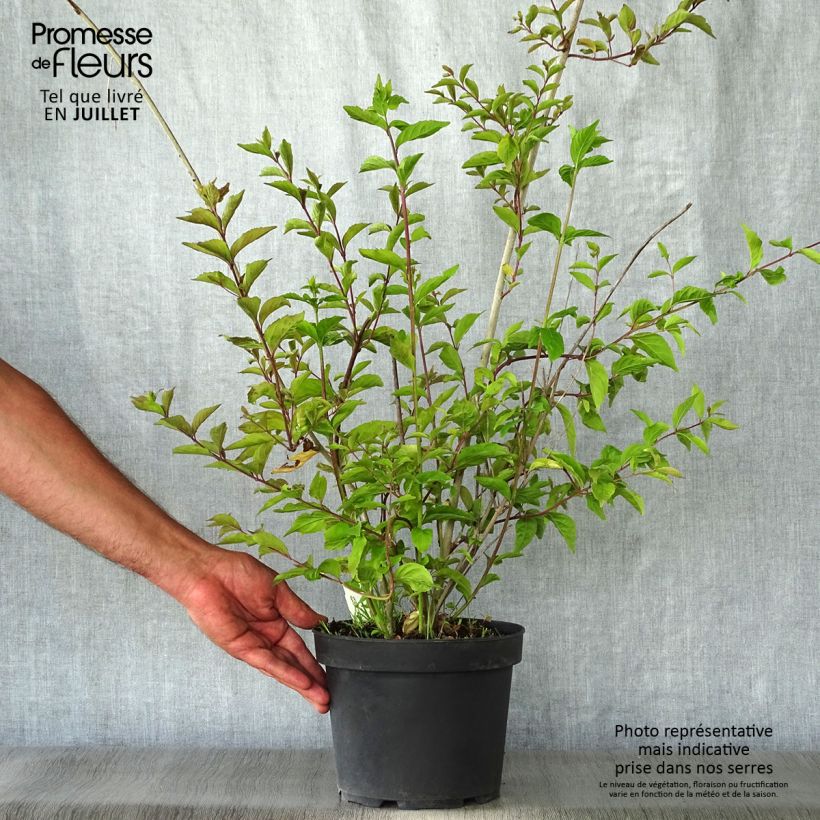 Esemplare di Callicarpa dichotoma Issai Vaso da 3L/4L consegnato in estate