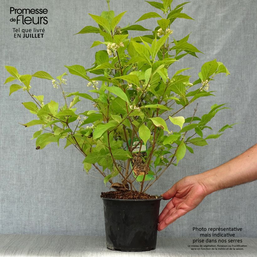 Esemplare di Callicarpa japonica Leucocarpa Vaso da 2L/3L consegnato in estate
