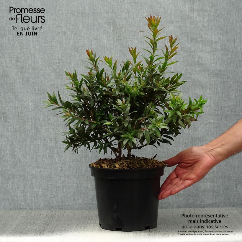 Esemplare di Callistemon citrinus Red rocket - Pianta scovolino Vaso da 3L/4L consegnato in estate