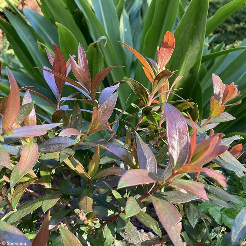 Callistemon citrinus Red rocket - Pianta scovolino (Fogliame)