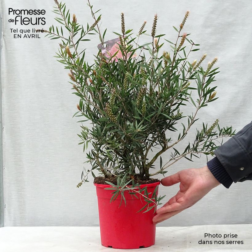 Callistemon citrinus Burgundy - Pianta scovolino Vaso da 3L/4L esemplare consegnato in primavera