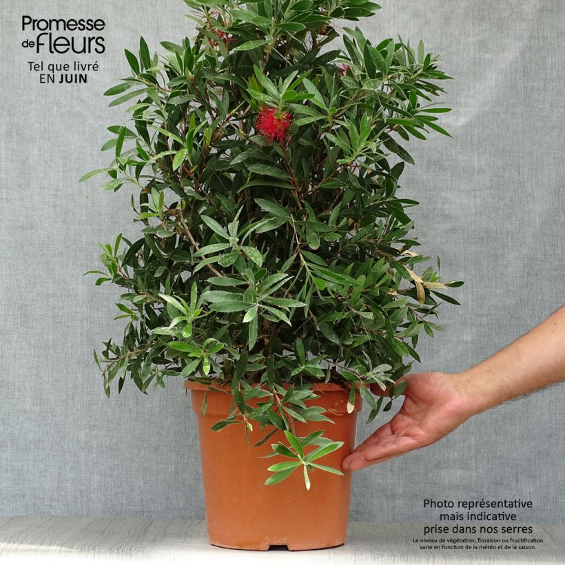 Esemplare di Callistemon citrinus Splendens - Pianta scovolino Vaso da 7,5L/10L consegnato in estate