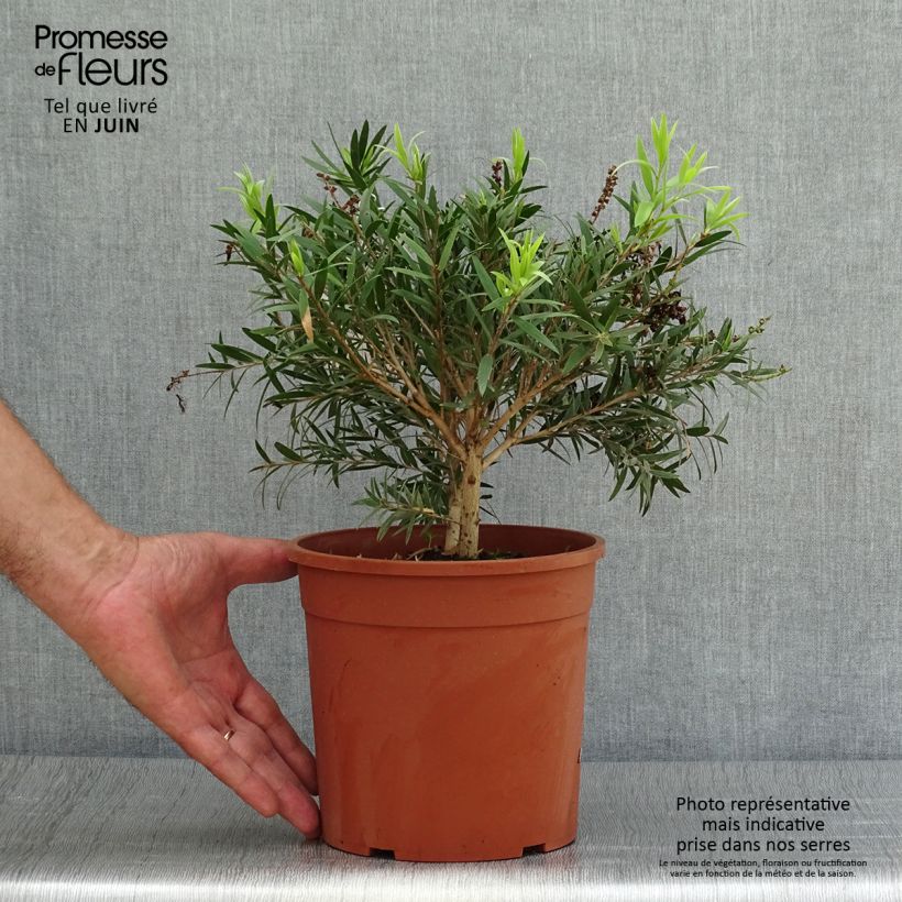 Esemplare di Callistemon masotti Mini Red - Pianta scovolino Vaso da 3L/4L consegnato in estate
