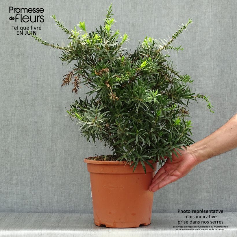 Esemplare di Callistemon masotti Mini Red - Pianta scovolino Vaso da 7,5L/10L consegnato in estate