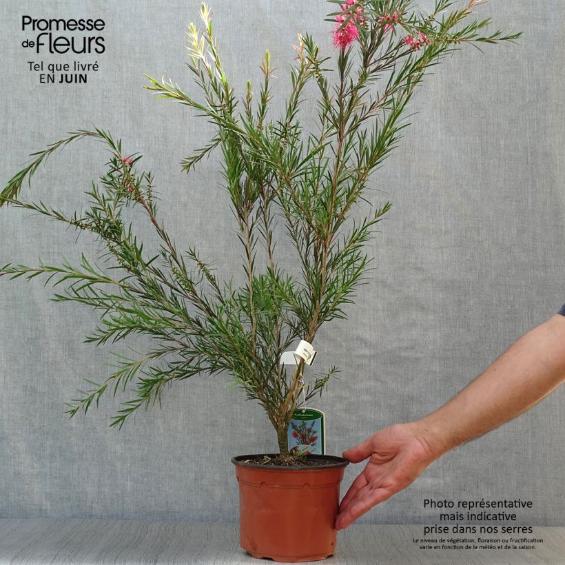 Esemplare di Callistemon rigidus - Pianta scovolino Vaso da 2L/3L consegnato in estate