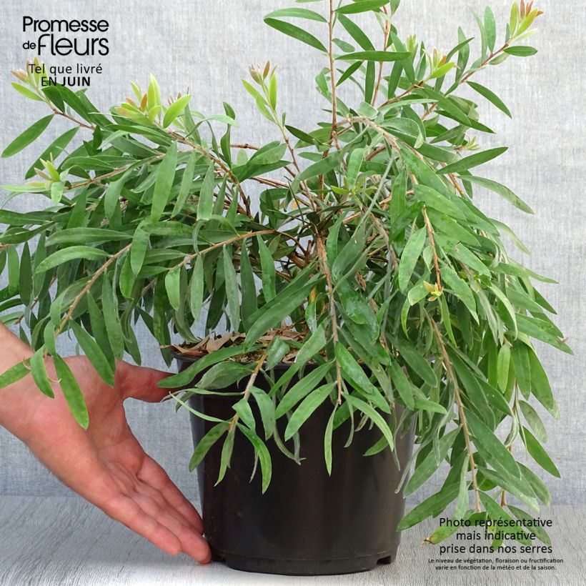 Esemplare di Callistemon salignus Perth Pink - Pianta scovolino Vaso da 4L/5L consegnato in estate