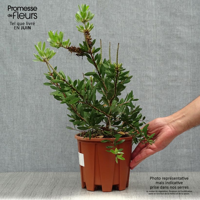 Esemplare di Callistemon salignus - Pianta scovolino Vaso da 2L/3L consegnato in estate