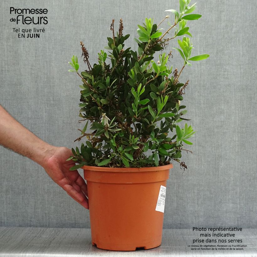 Esemplare di Callistemon viminalis Bright Pink - Pianta scovolino Vaso da 7,5L/10L consegnato in estate