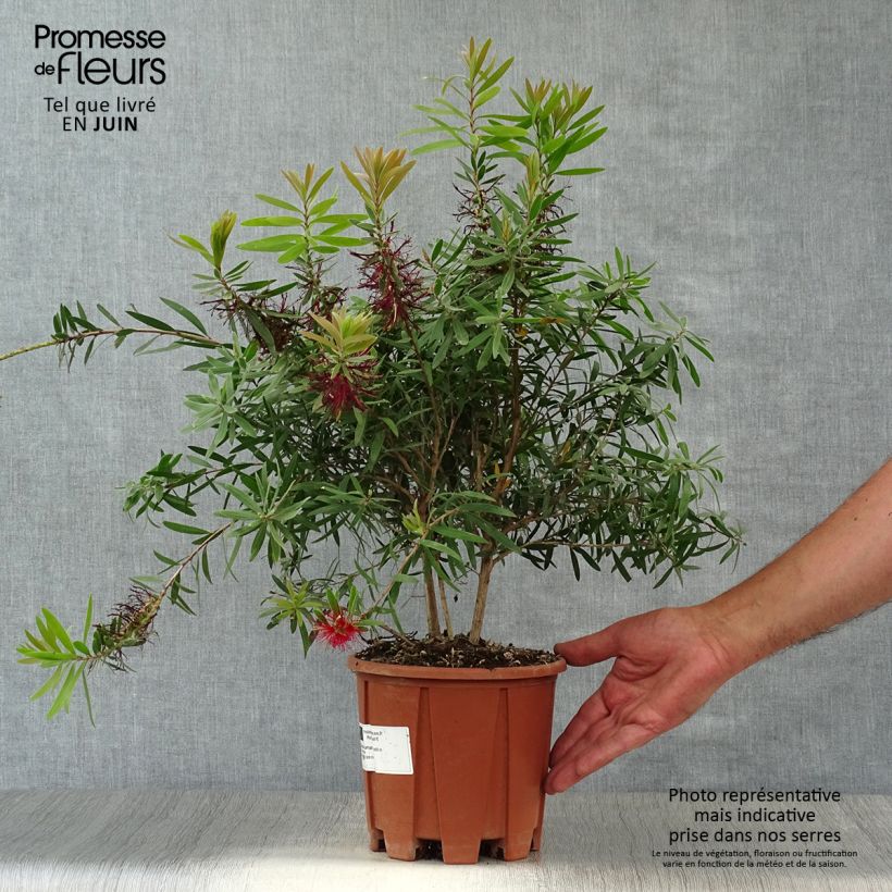 Esemplare di Callistemon viminalis Captain Cook - Pianta scovolino Vaso da 2L/3L consegnato in estate