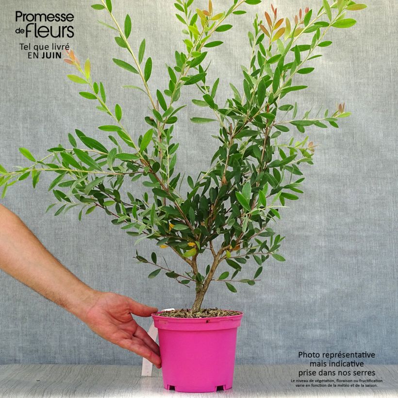 Esemplare di Callistemon viminalis Hot Pink - Pianta scovolino Vaso da 2L/3L consegnato in estate