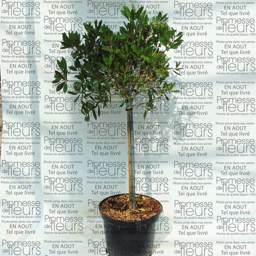 Esempio di esemplare Callistemon viminalis - Pianta scovolino Vaso da 4L/5L come consegnato