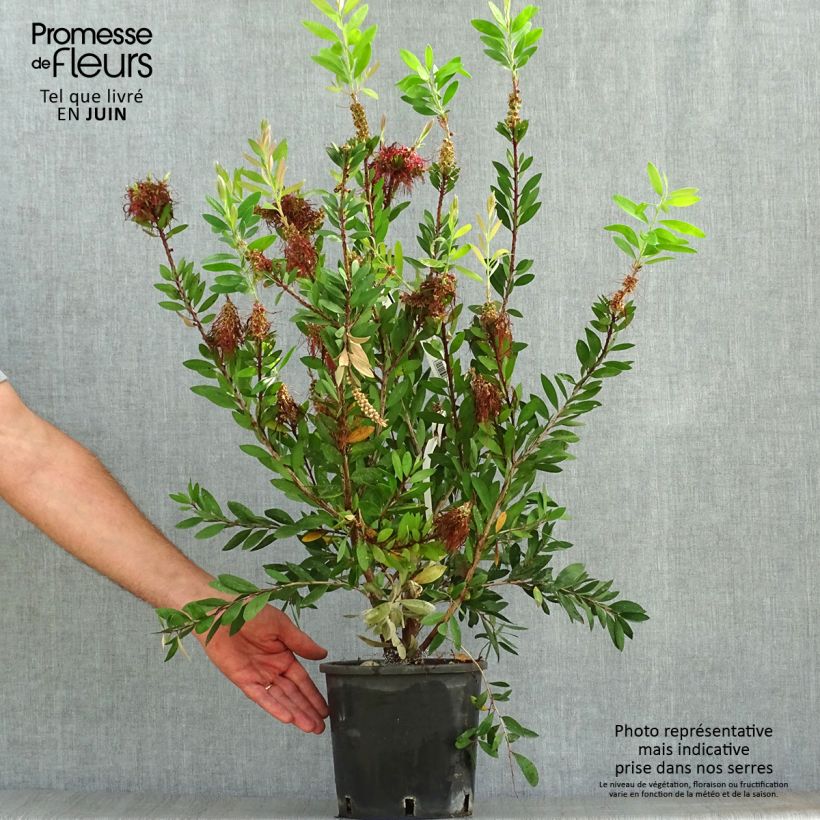 Esemplare di Callistemon laevis - Pianta scovolino Vaso da 1,5L/2L consegnato in estate