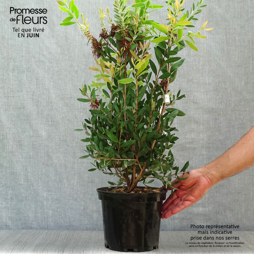 Esemplare di Callistemon laevis - Pianta scovolino Vaso da 3L/4L consegnato in estate
