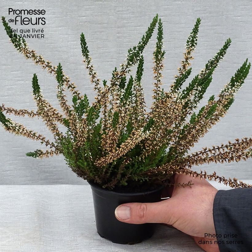 Calluna vulgaris Alba - Brugo Vasetto da 8/9 cm esemplare consegnato in inverno