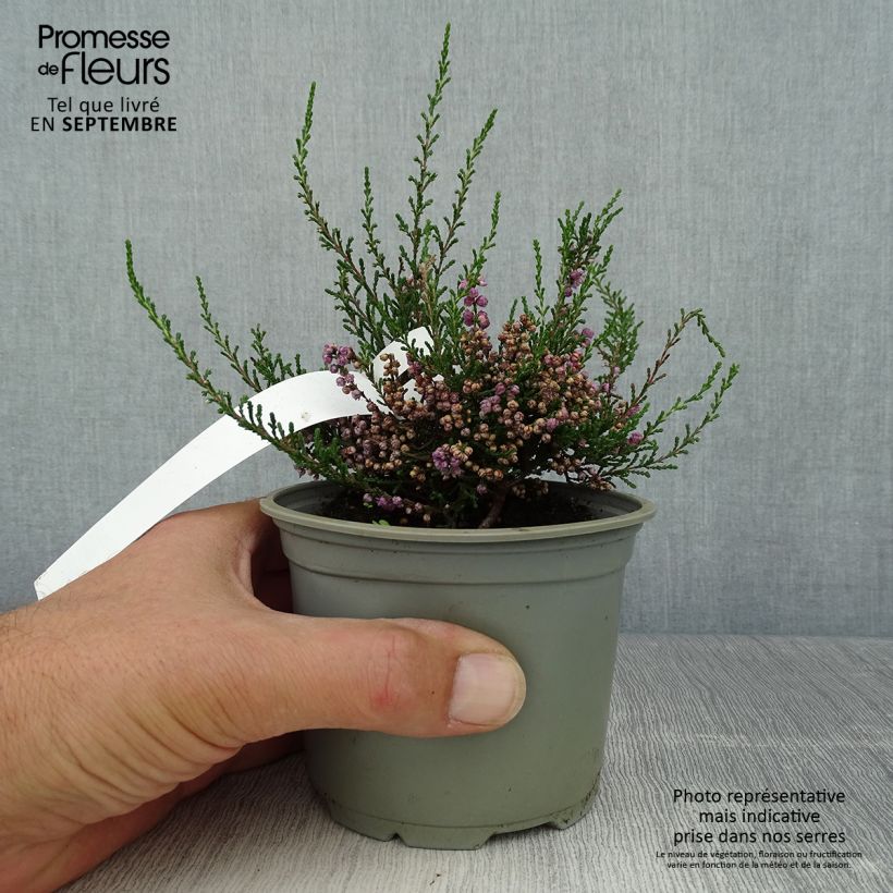 Esemplare di Calluna vulgaris Tib - Brugo Vaso da Ø 12 cm / 13 cm come consegnato in autunno