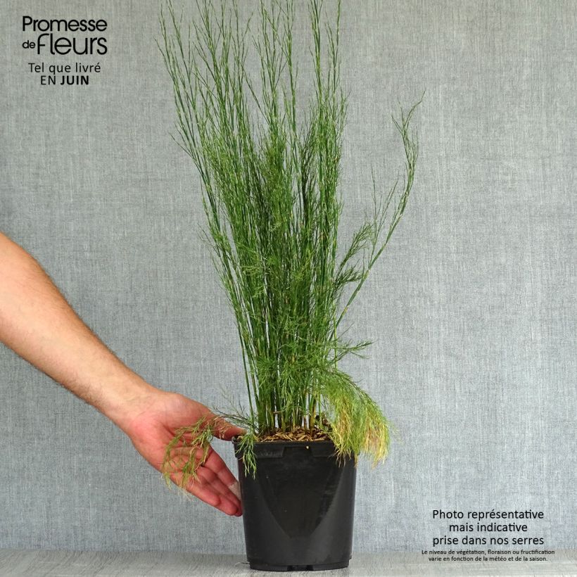 Esemplare di Calopsis paniculata - Restio Pot de 2L/3L consegnato in estate