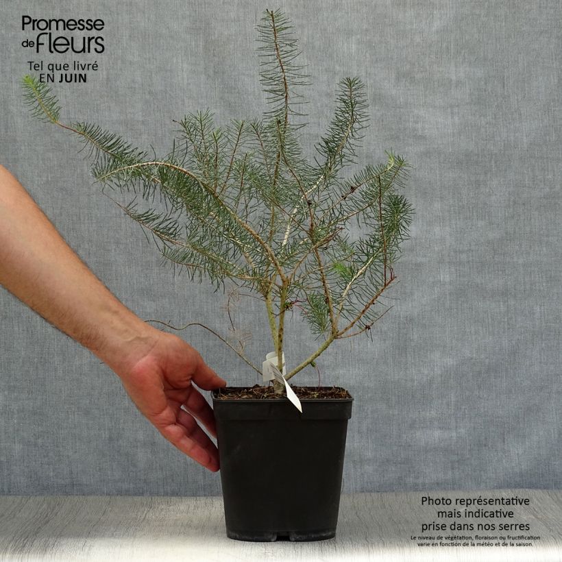 Esemplare di Calothamnus quadrifidus Grey Form Vaso da 4L/5L consegnato in estate
