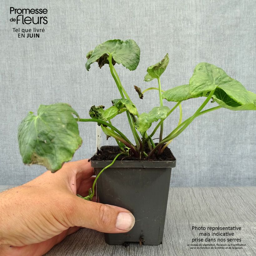Esemplare di Caltha palustris Plena - Calta palustre Vasetto da 8/9 cm consegnato in estate