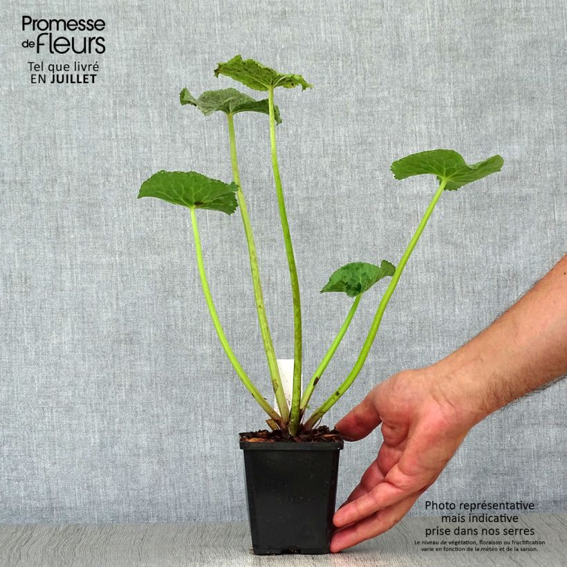 Esemplare di Caltha palustris Polypetala - Calta palustre Vasetto da 8/9 cm consegnato in estate